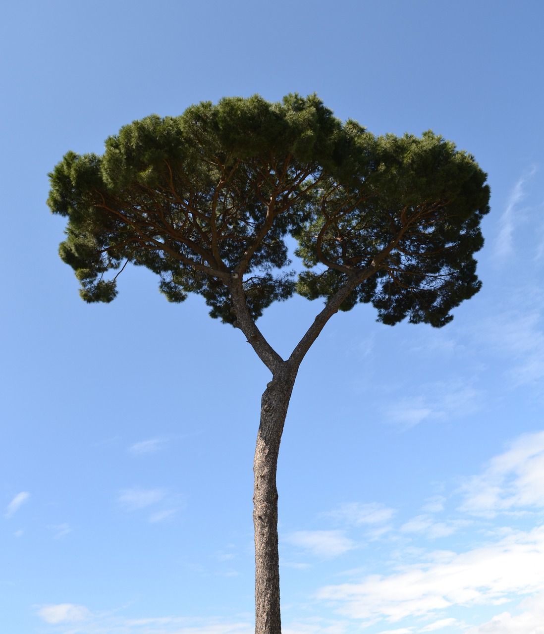 pine tree mediterranean free photo