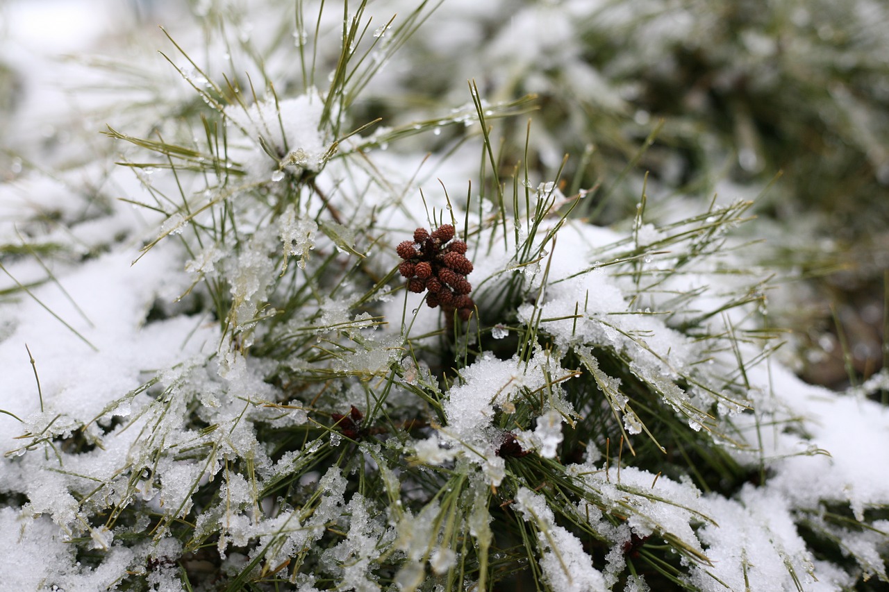 pine solgaji winter free photo