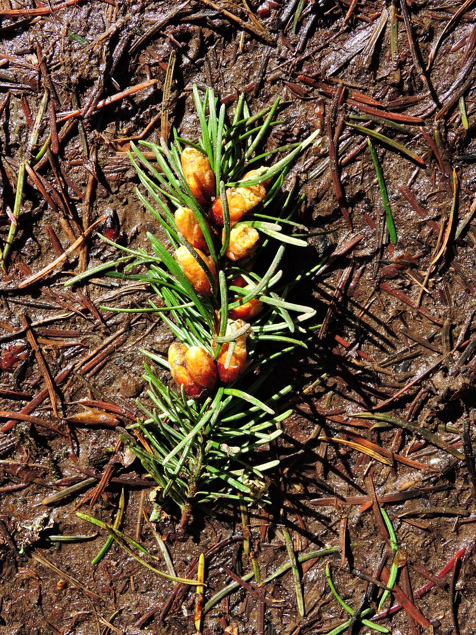 pine pine nuts forest free photo