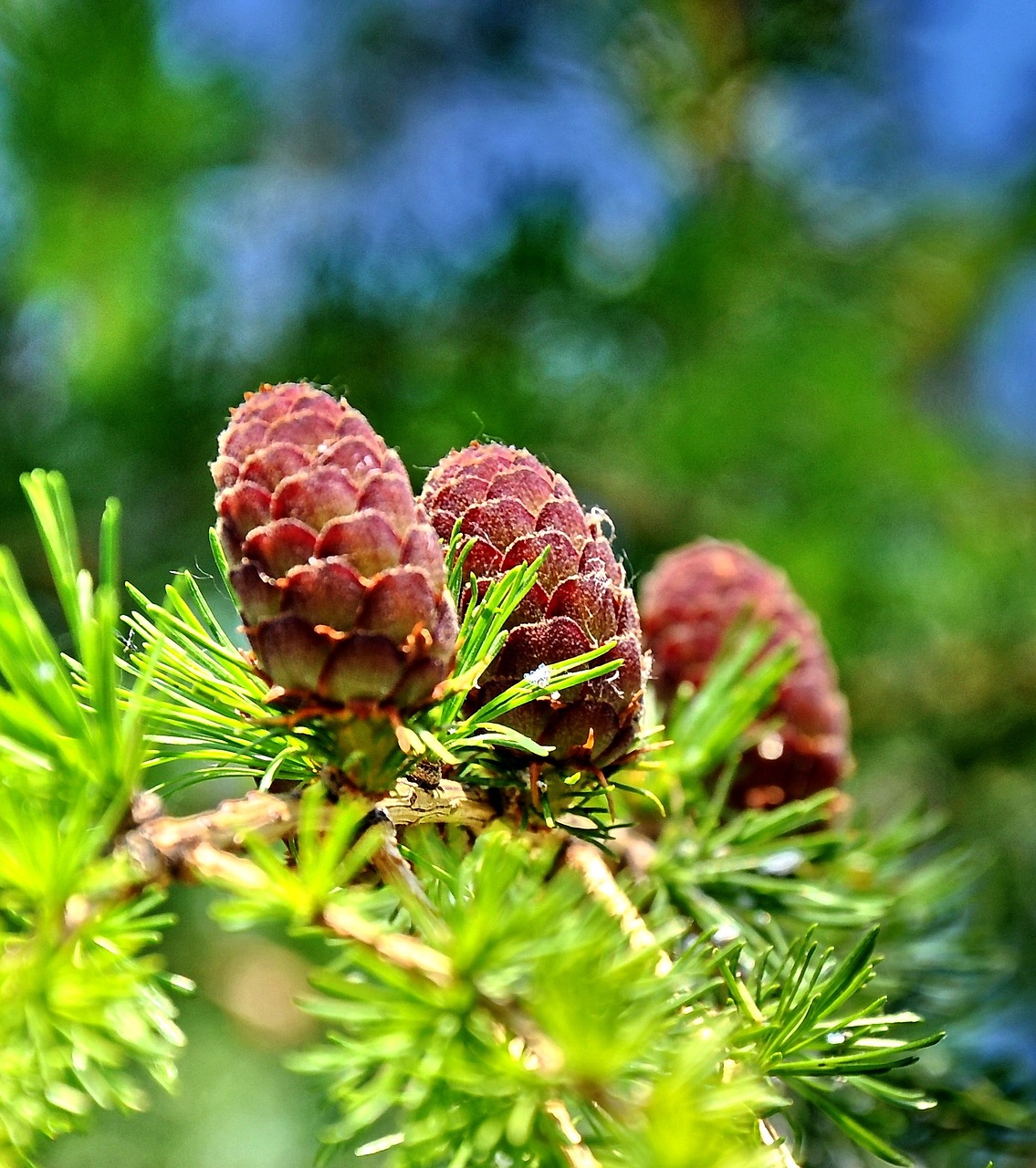 pine summer nature free photo