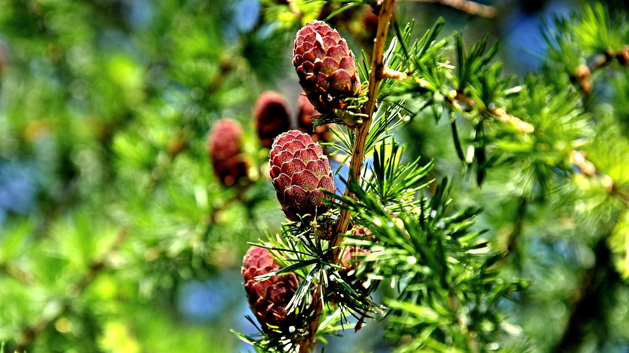 pine summer nature free photo