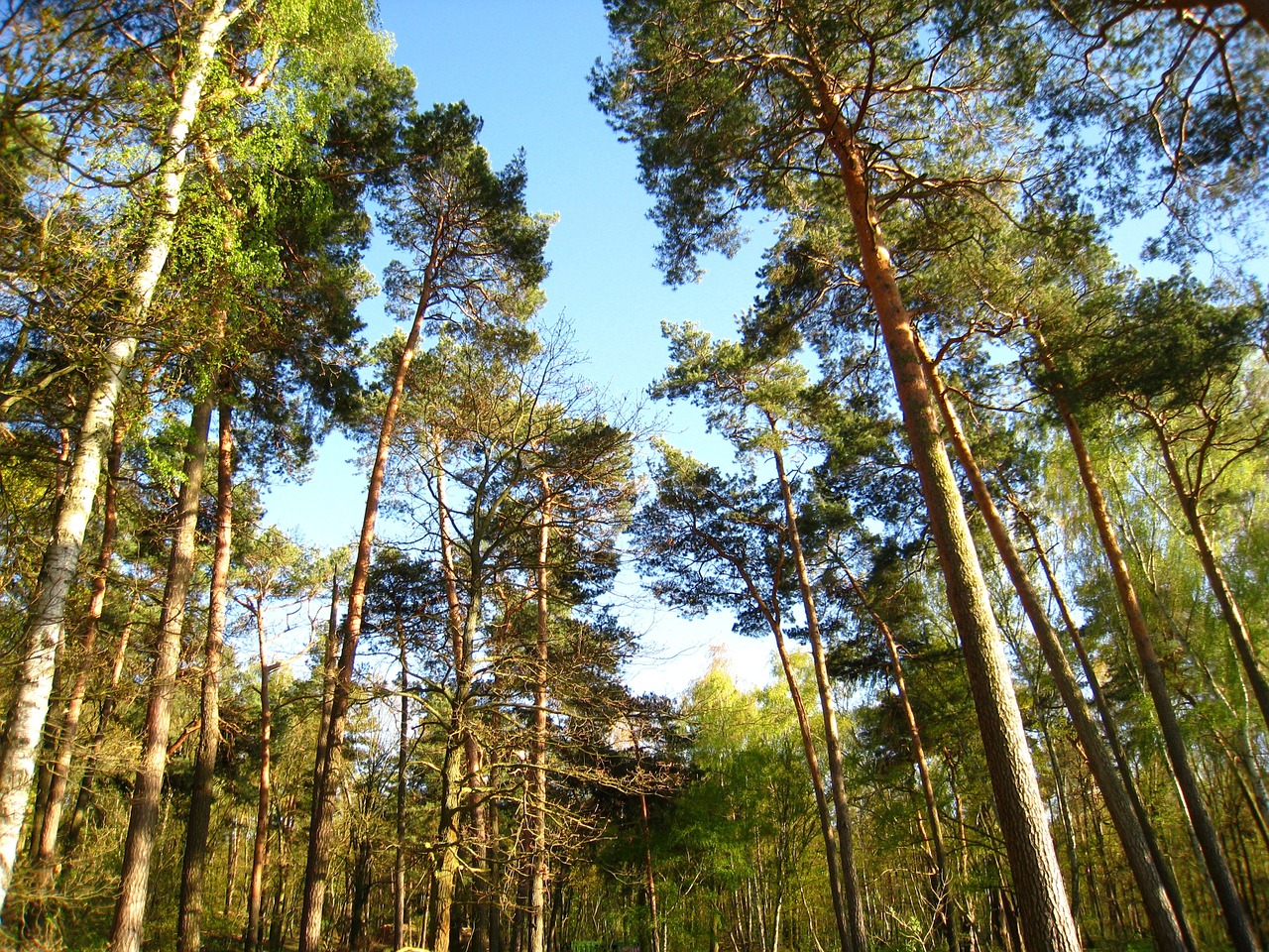 pine pine trees trees free photo