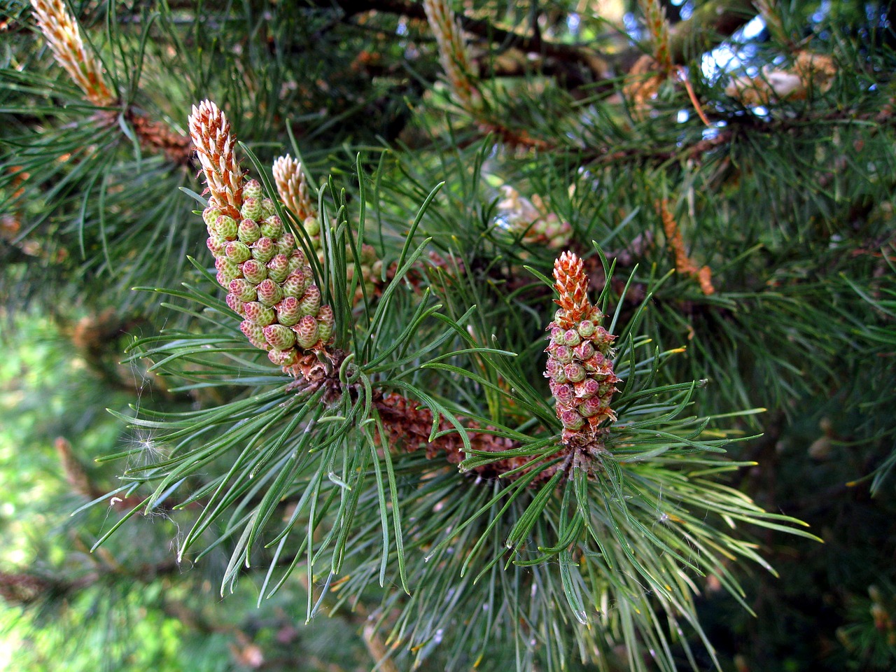 pine foliation conifer free photo
