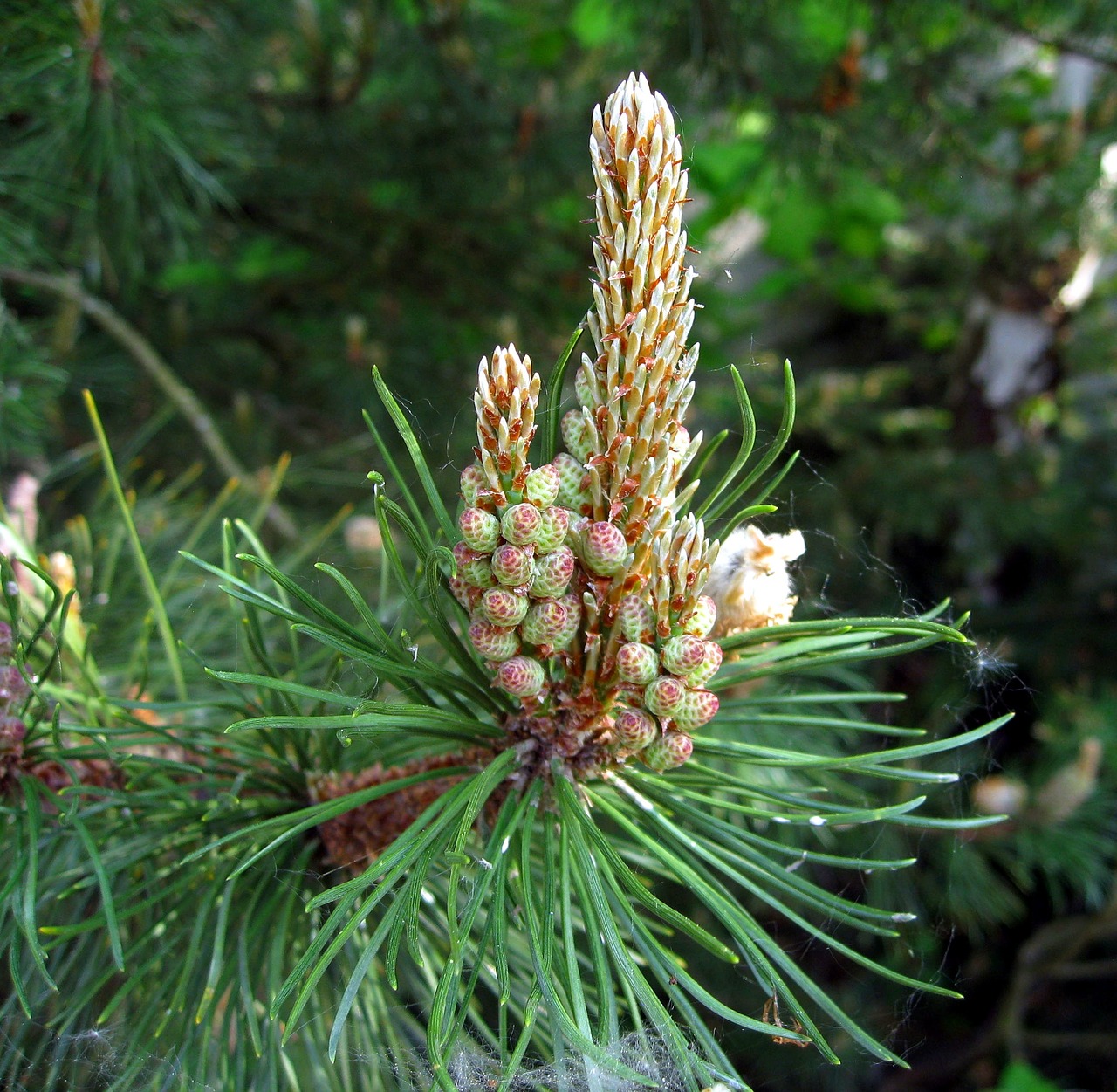 pine foliation needles free photo