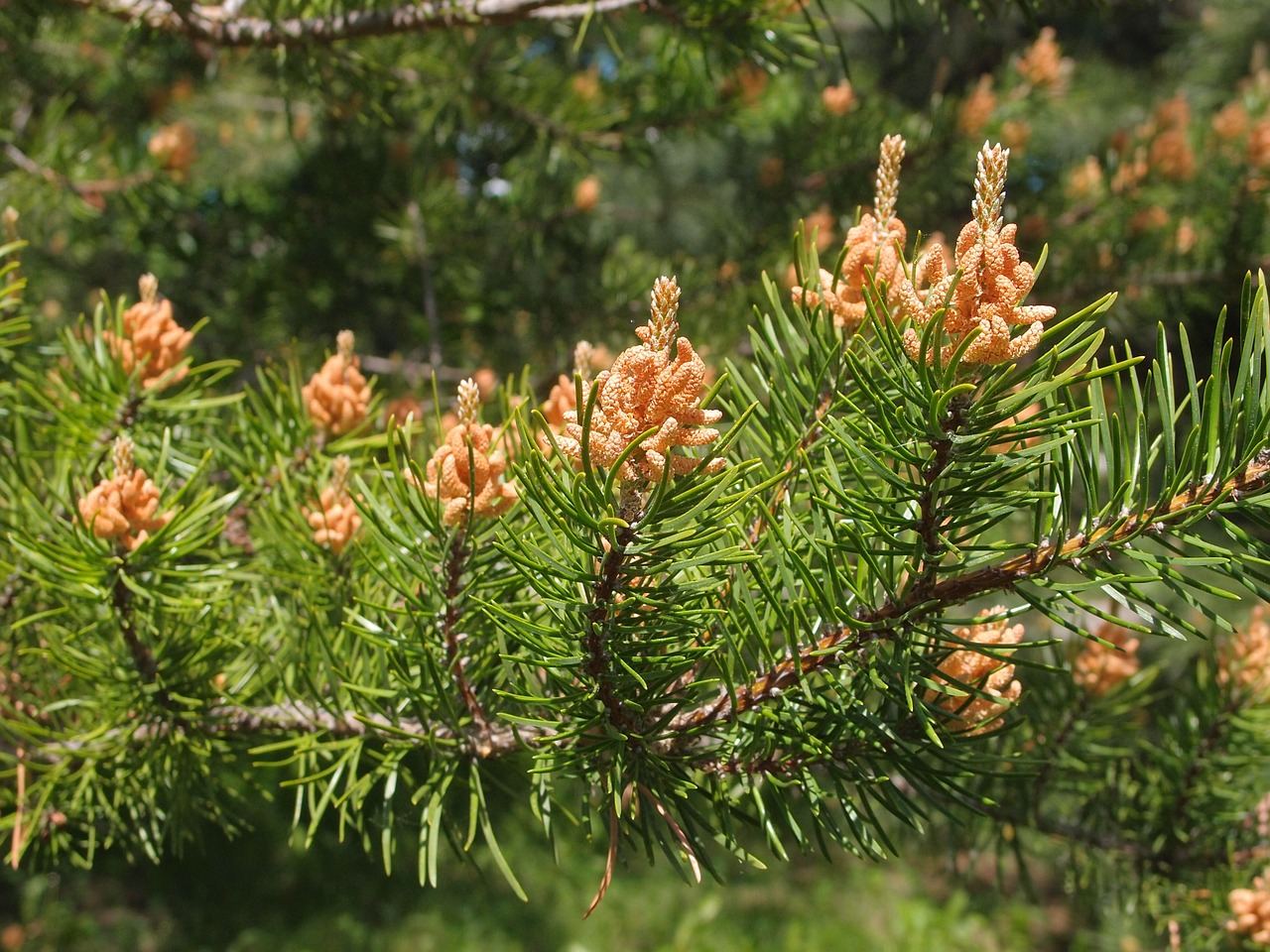 pine needles flowers free photo