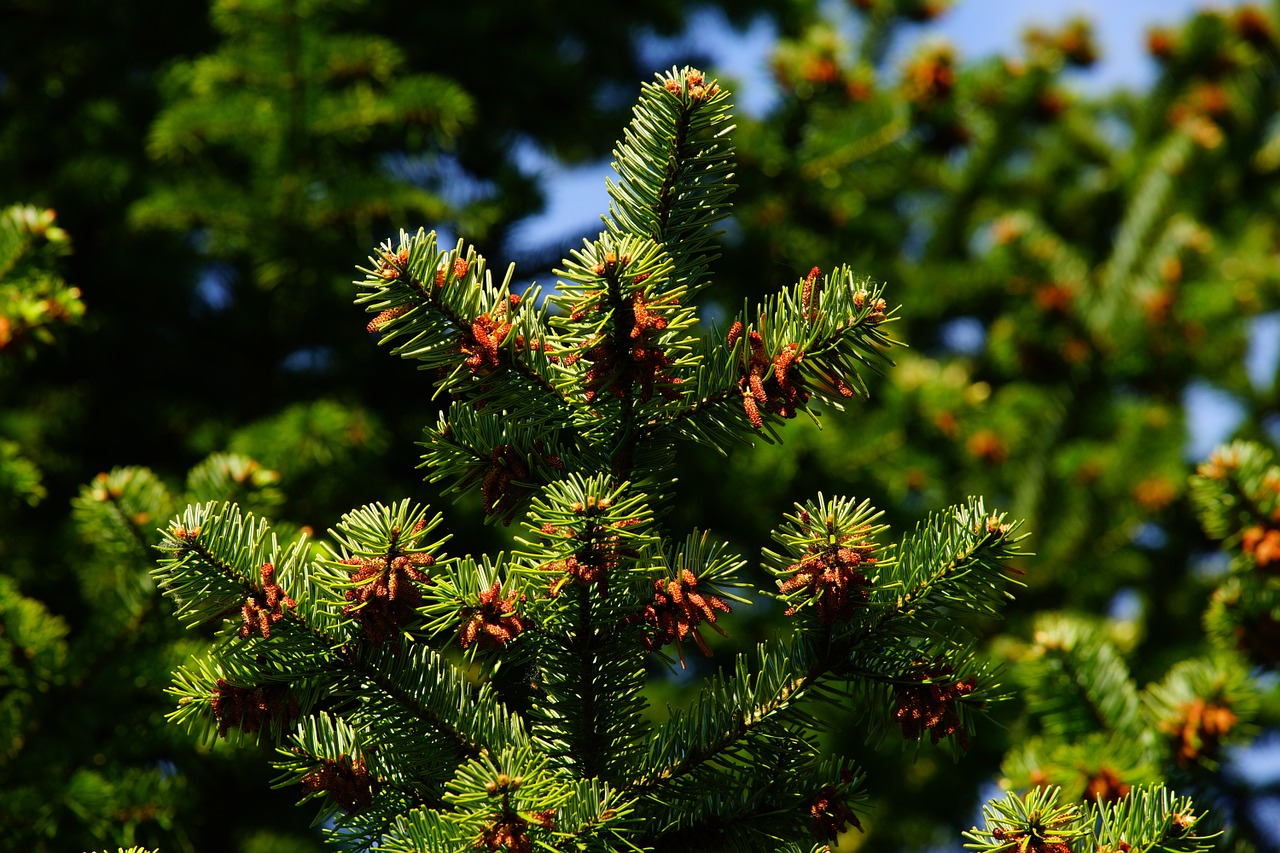 pine needles tap free photo