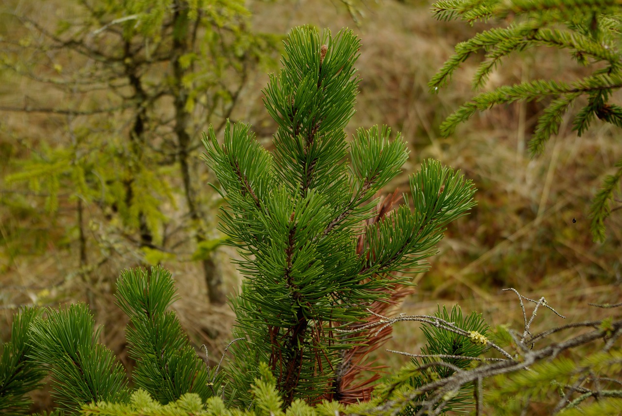 pine nature mountain pine free photo