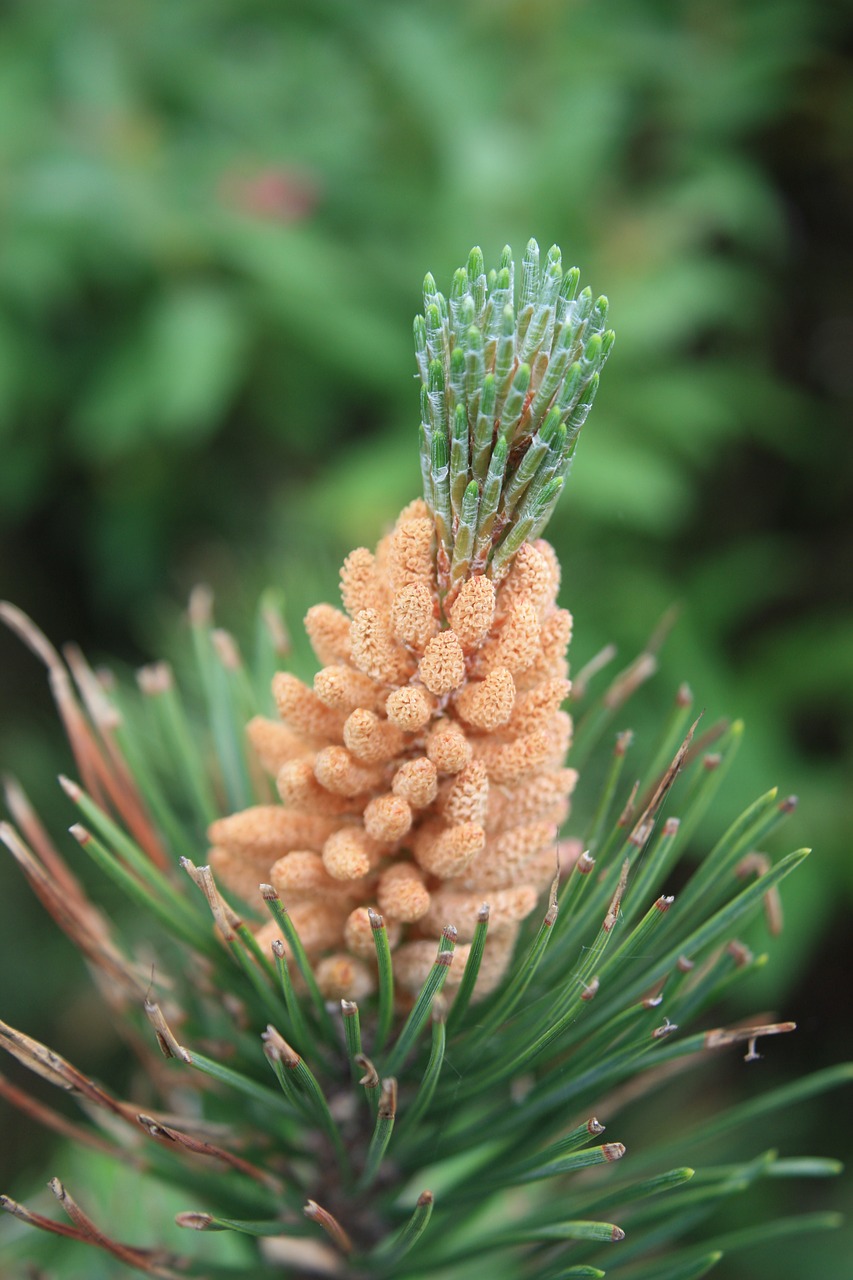 pine conifer pine cones free photo
