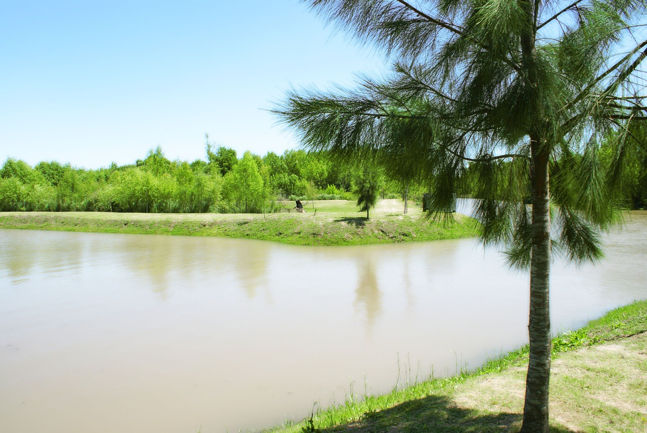 pine water plant free photo