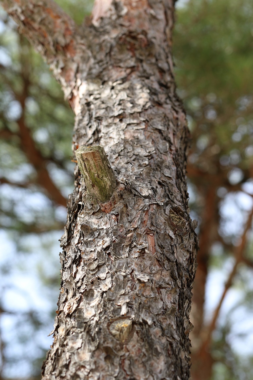 pine plants wood free photo