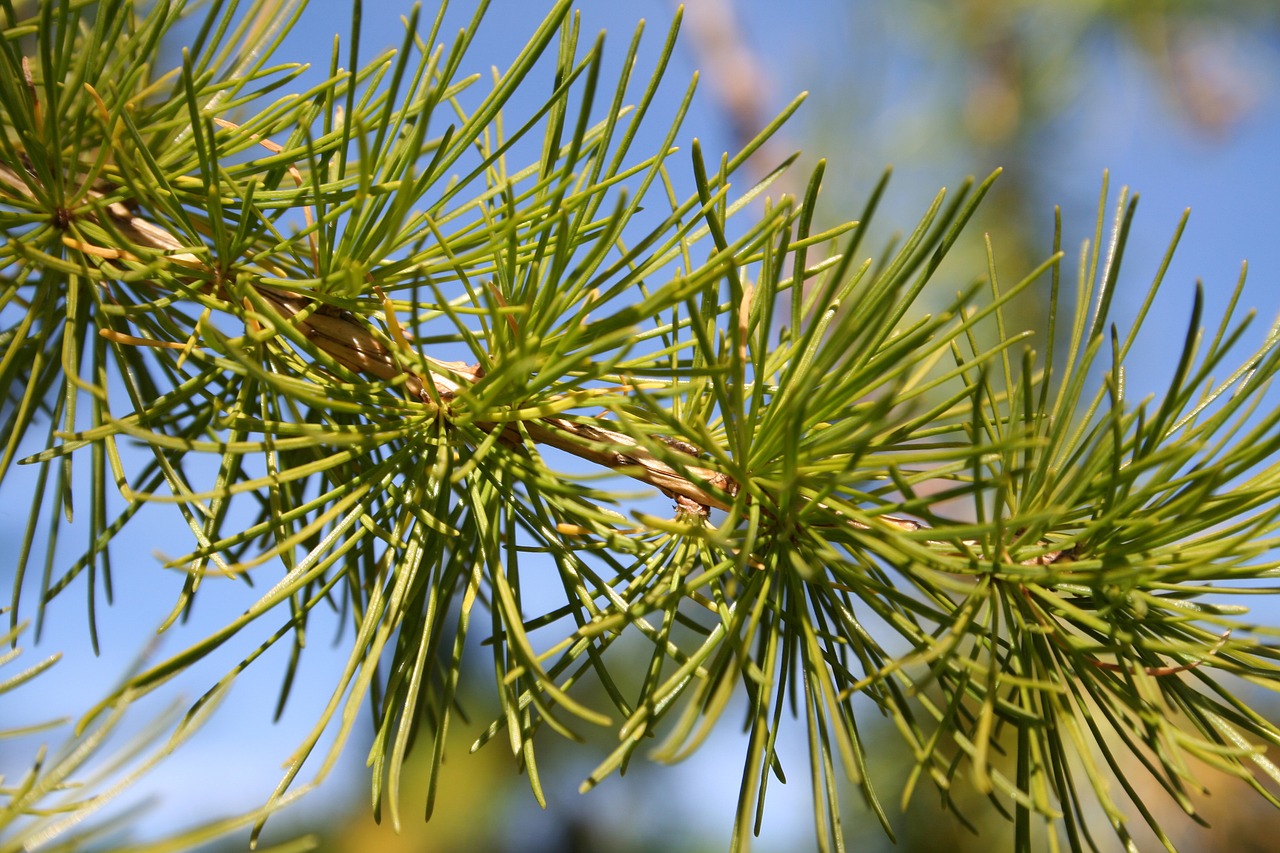 pine tree macro free photo