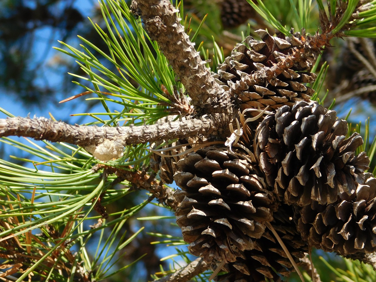 pine trees us free photo