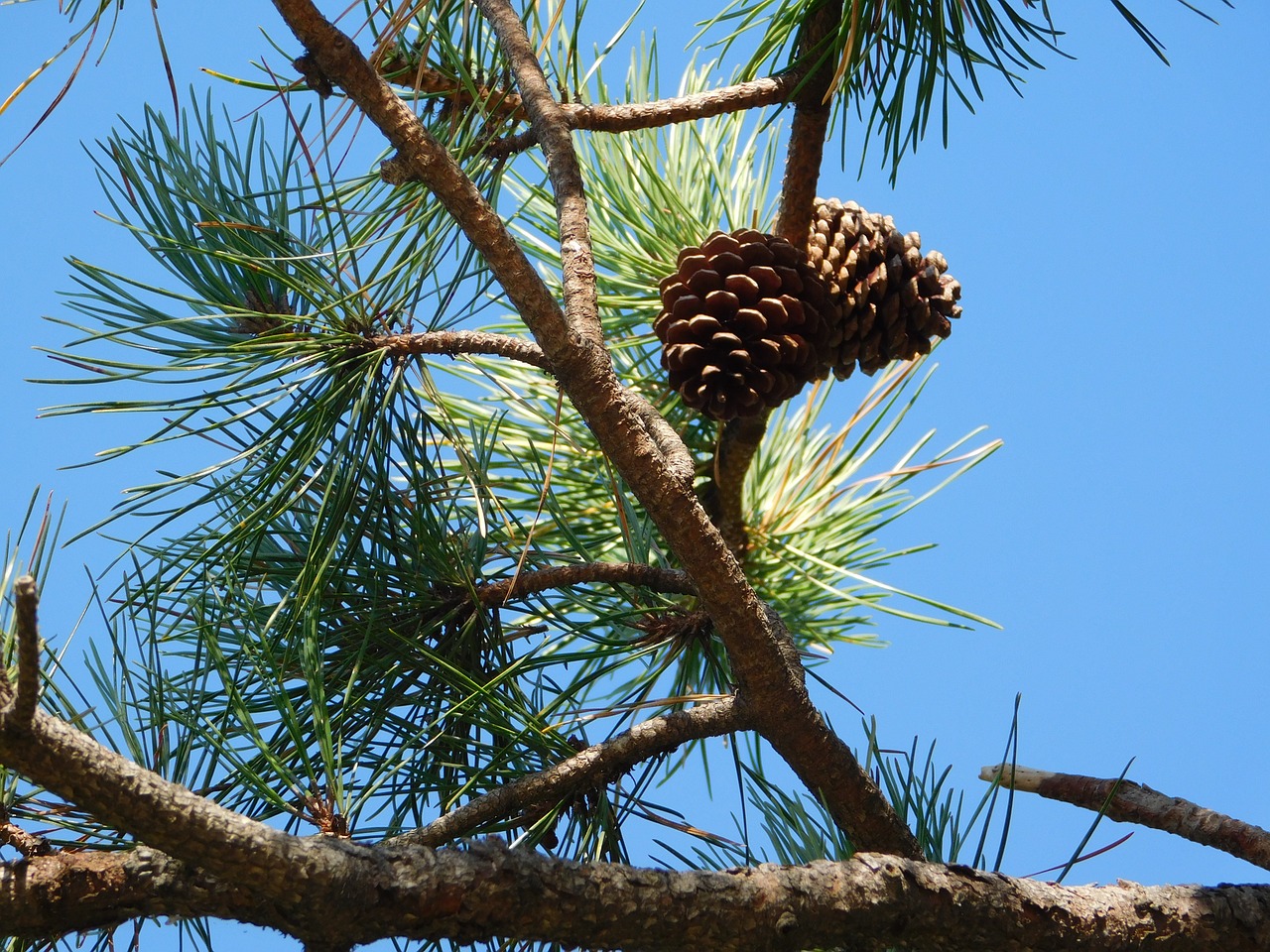 pine trees us free photo