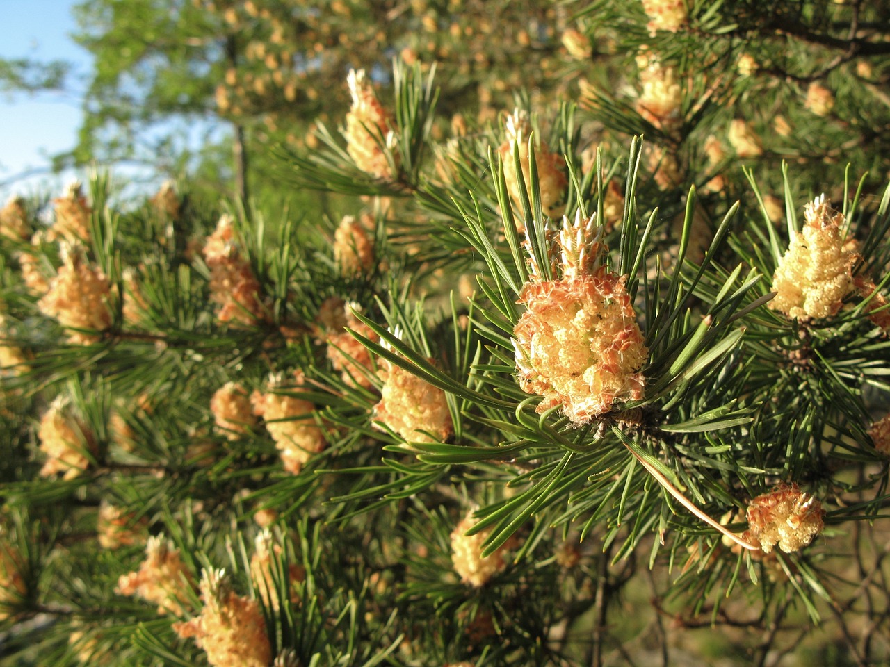 pine nature conifer free photo