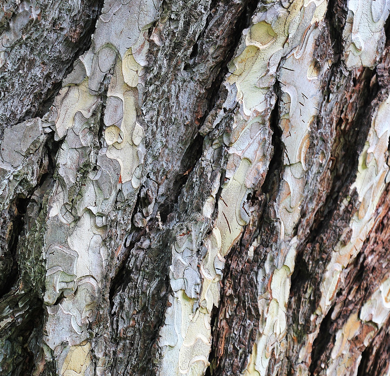 pine tree bark bark free photo