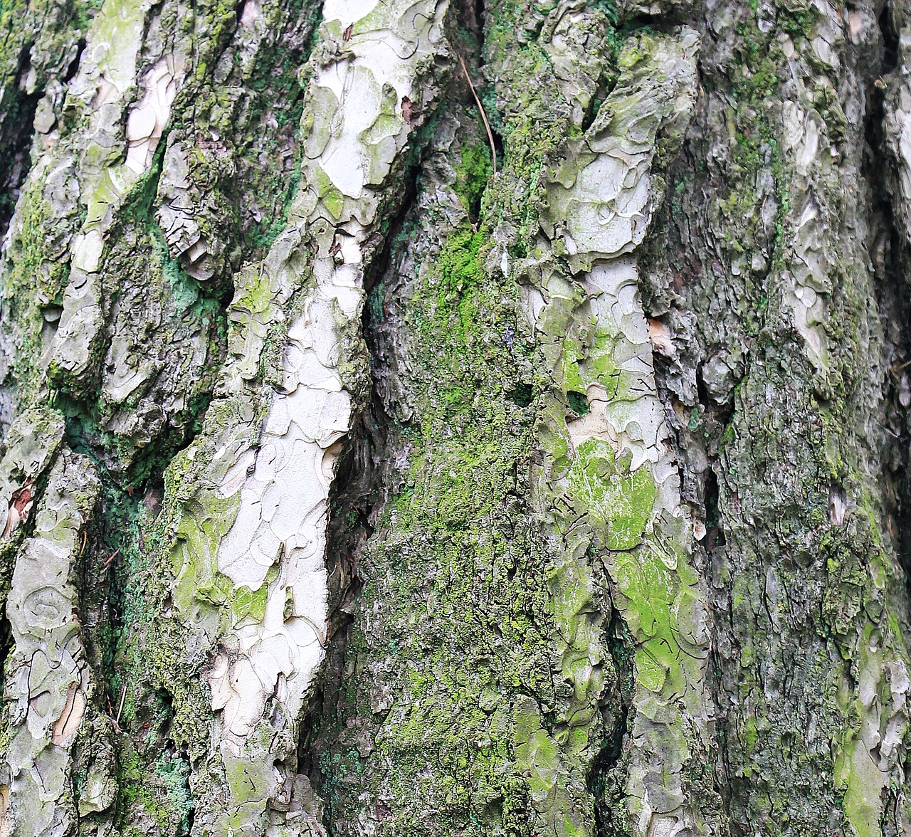 pine tree bark bark free photo