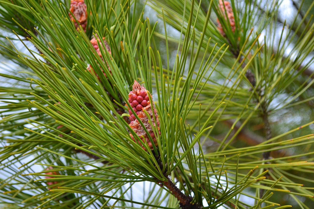 pine cone points free photo