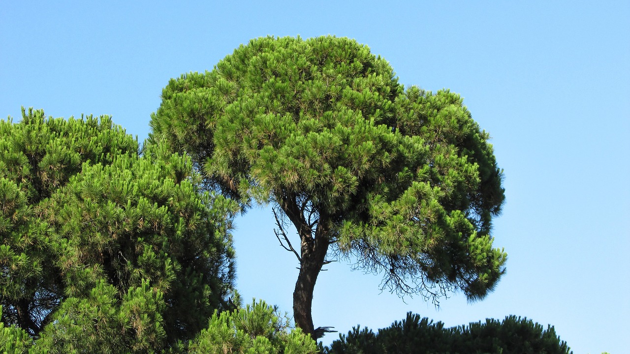 pine pine forest forest free photo