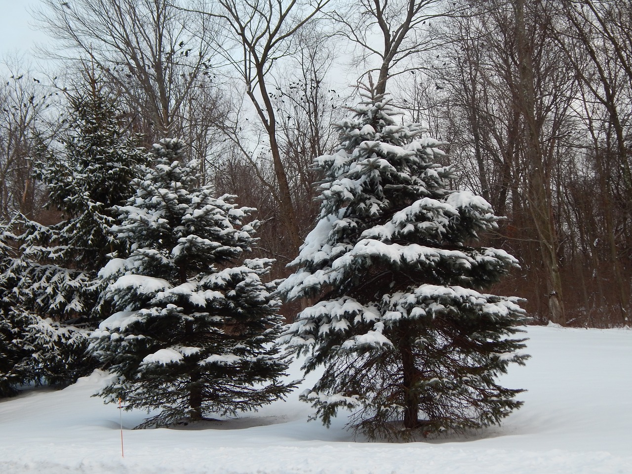 pine trees winter free photo