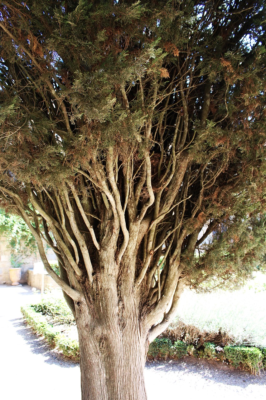 pine tree conifer free photo