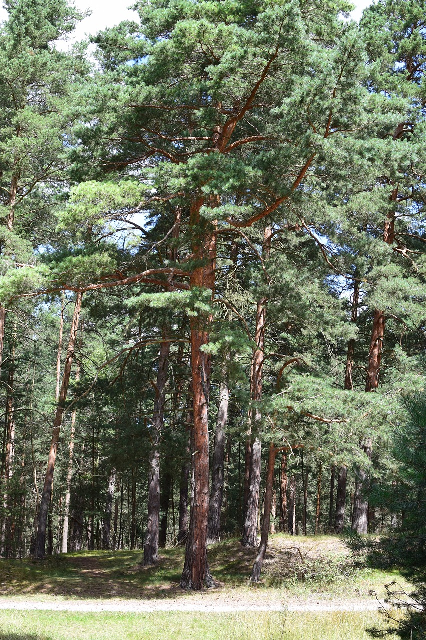 pine feuerland sand stone free photo