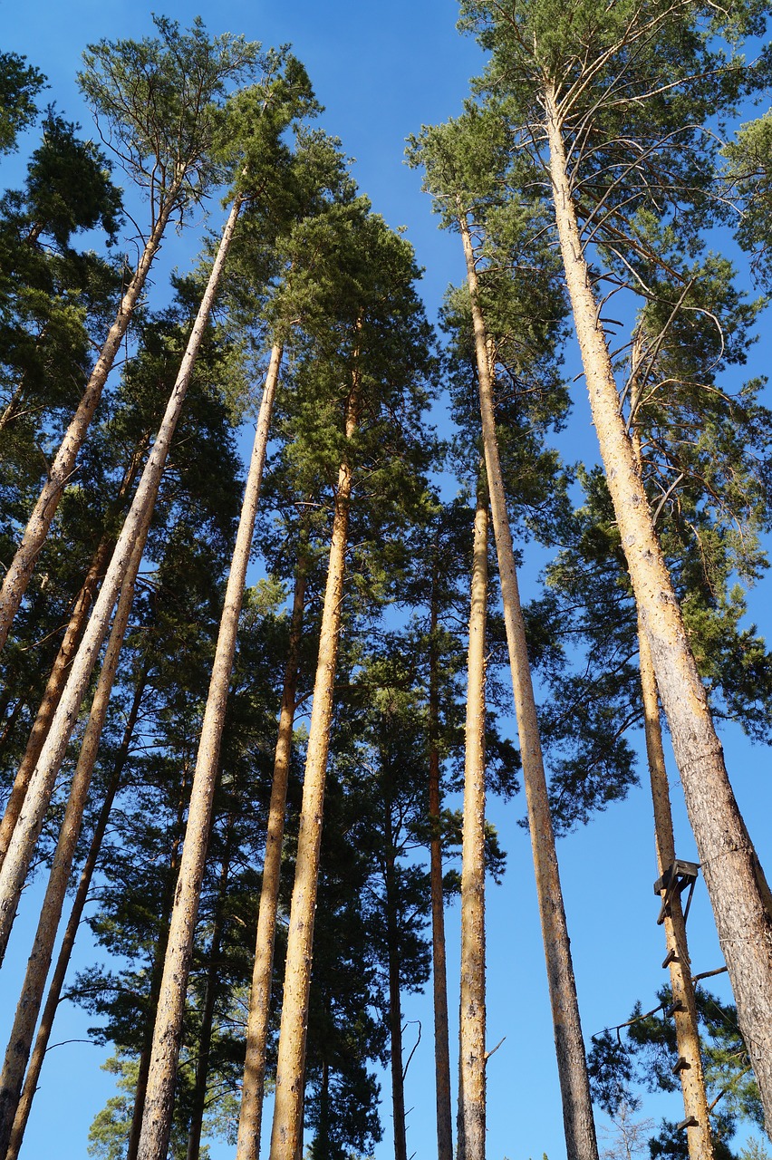 pine height trunk free photo