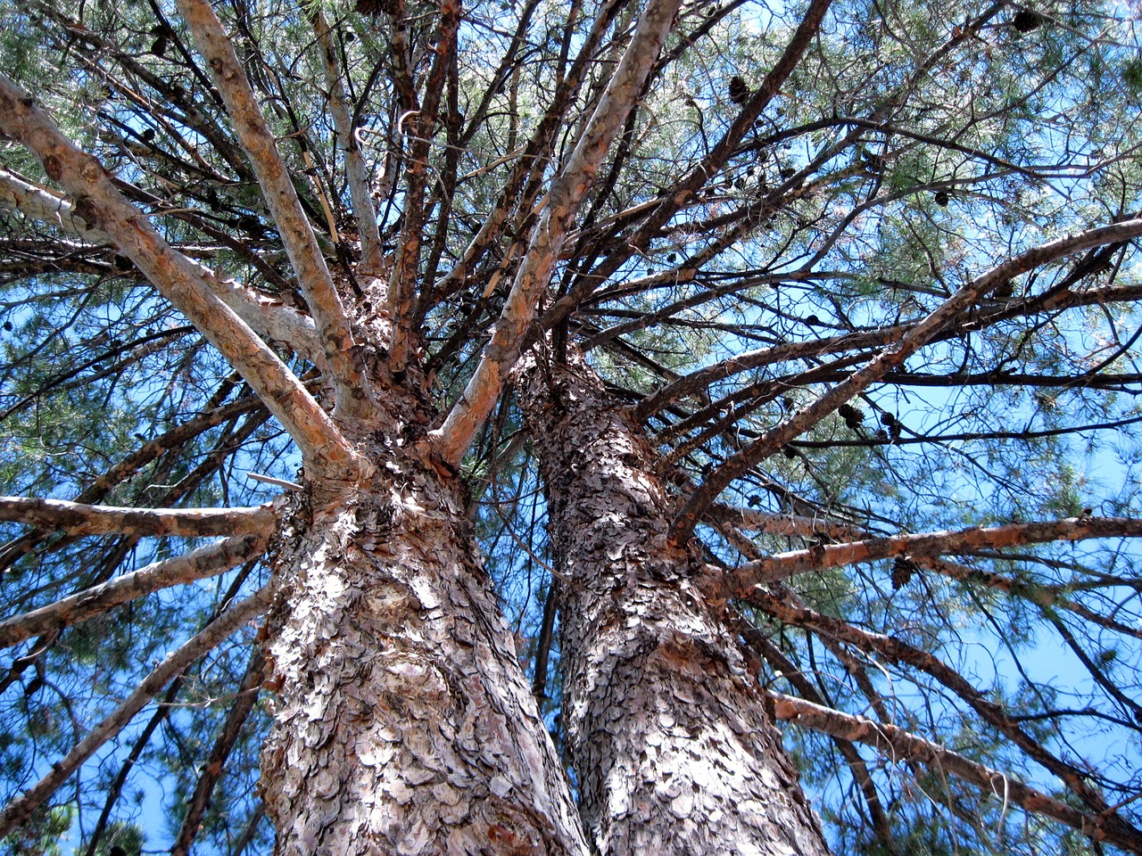 pine tree branches free photo