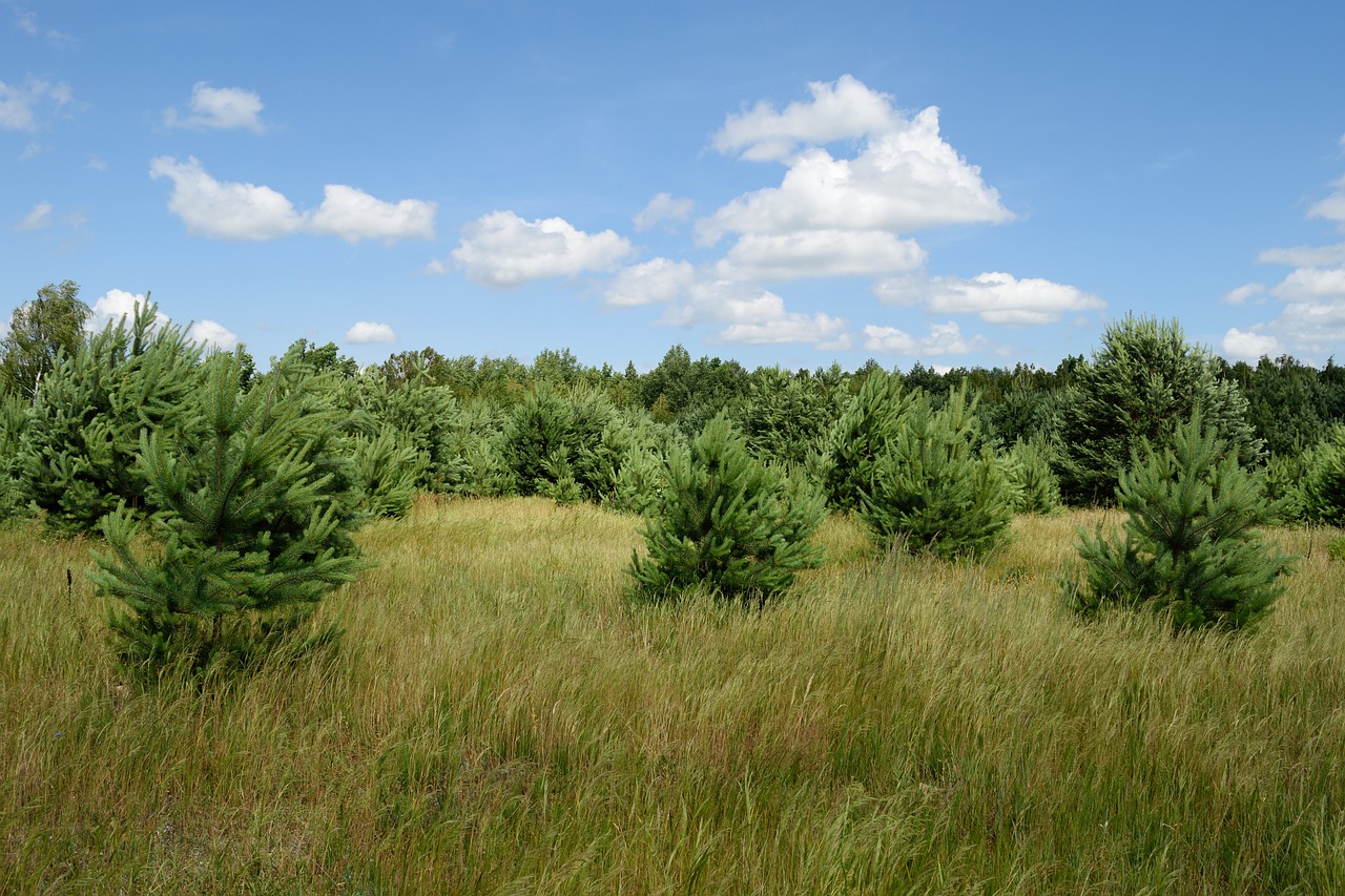 pine forest trees free photo