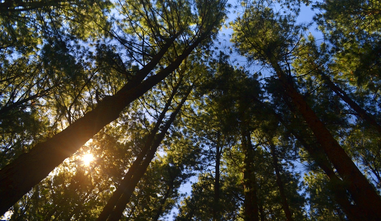 pine forest sunlight free photo