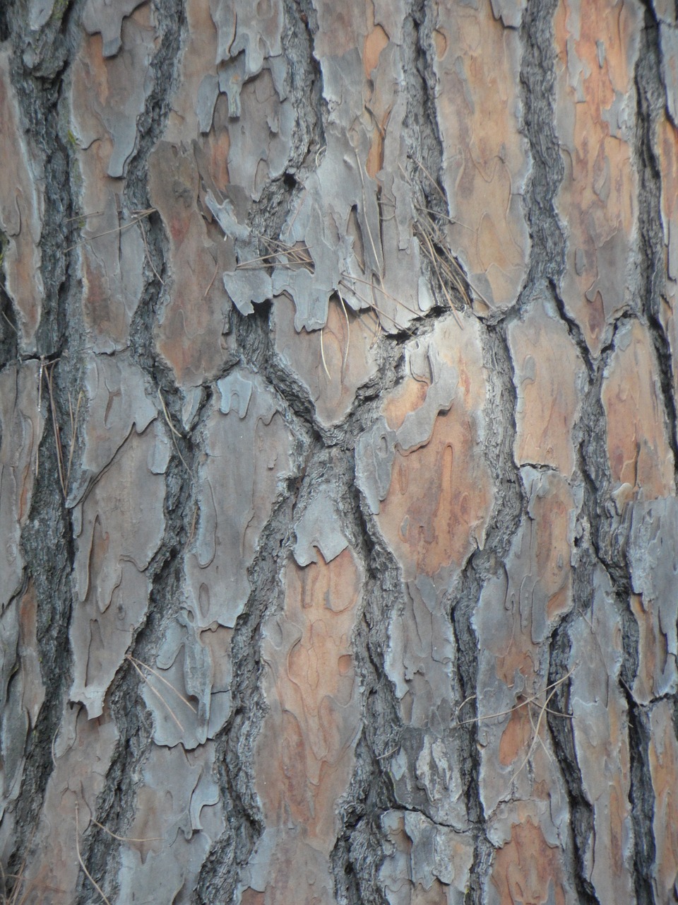 pine bark tribe free photo