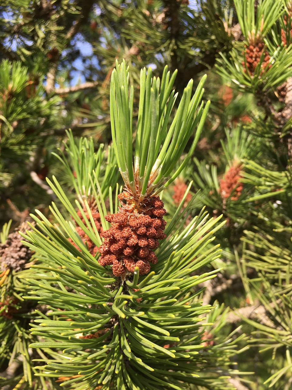 pine twig pine cone free photo