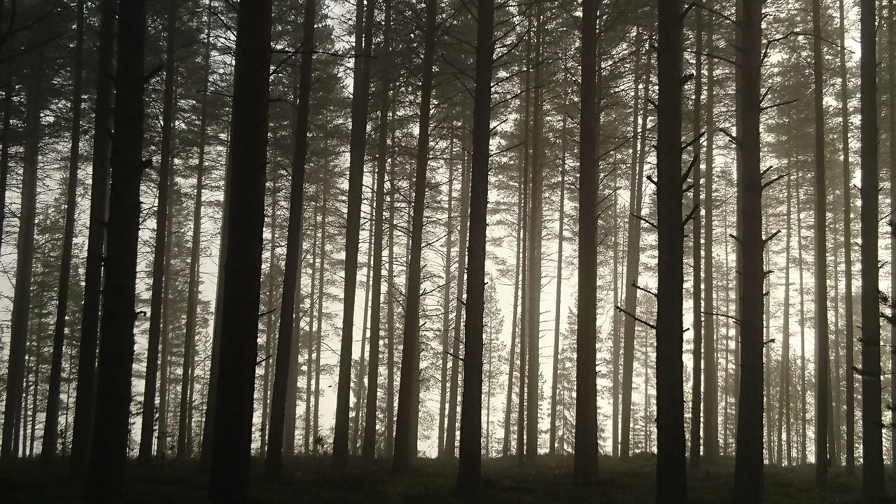 pine pine forest morning free photo