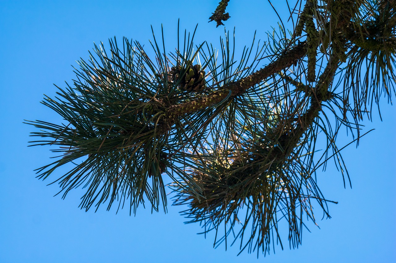 pine needles tap free photo