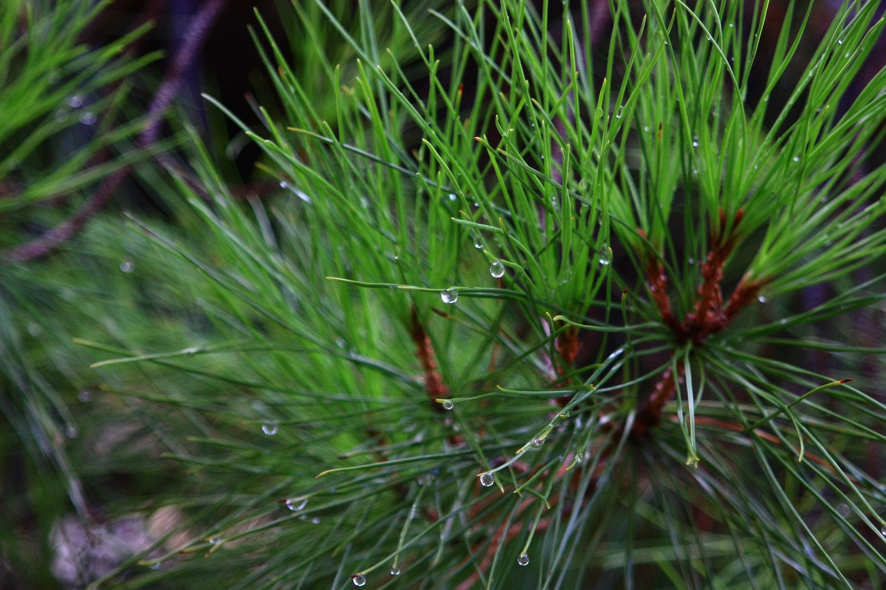 pine leaves needles free photo