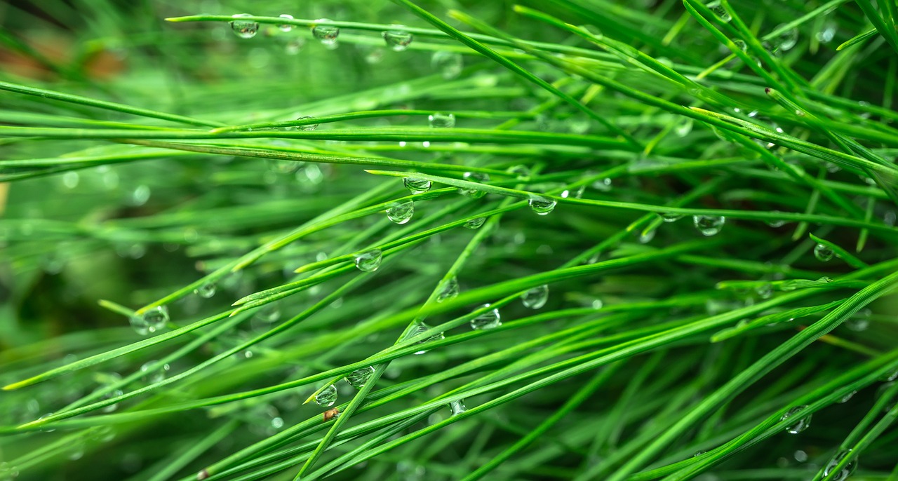 pine conifers the leaves free photo