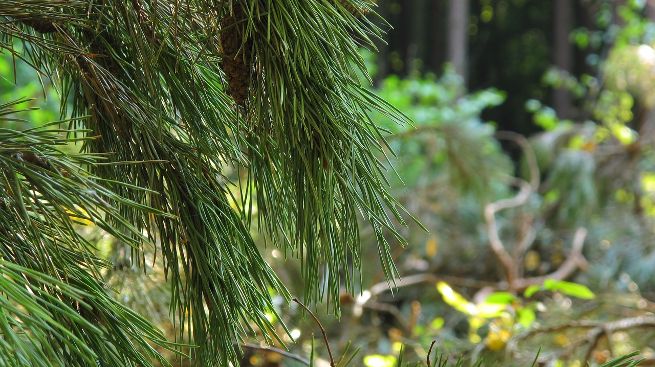 pine spruce pine cone free photo