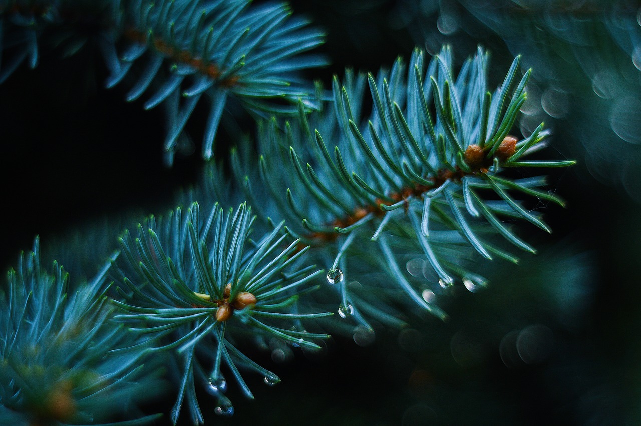 autumn pine green free photo