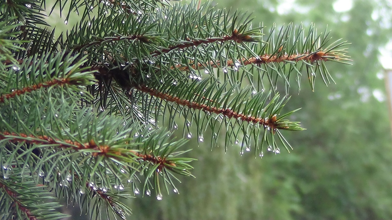 pine branch needle drop of freshness free photo