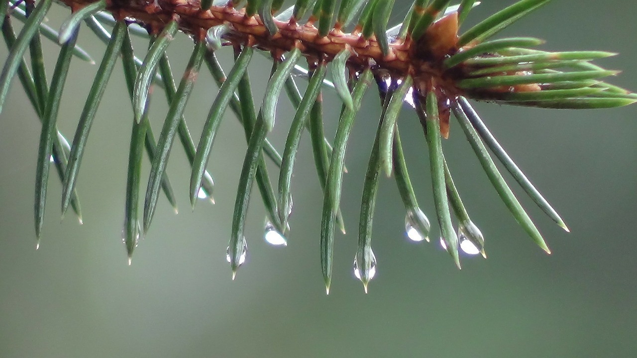 pine branch needle drop of freshness free photo