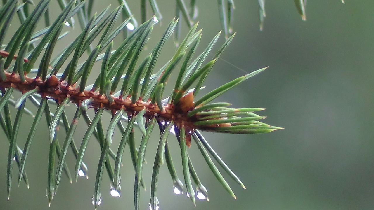 pine branch needle drop of freshness free photo