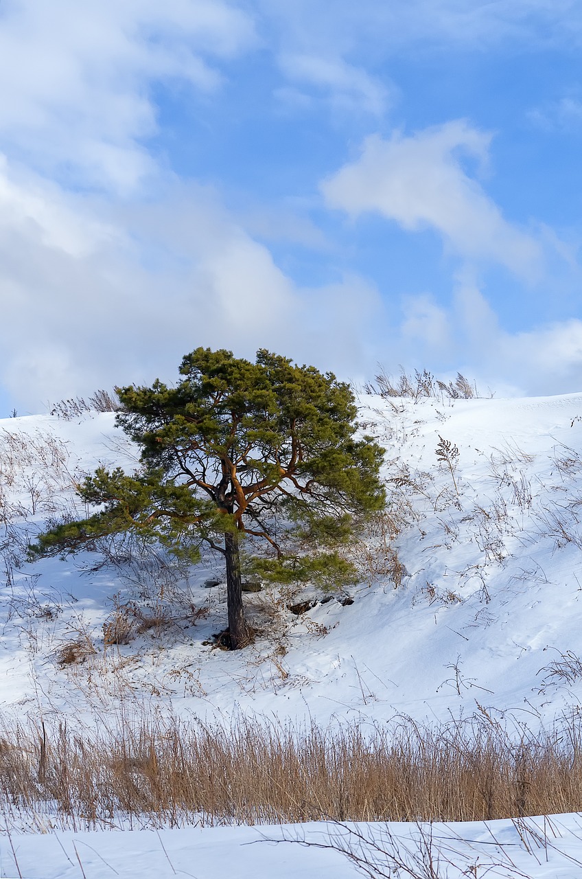 pine winter snow free photo