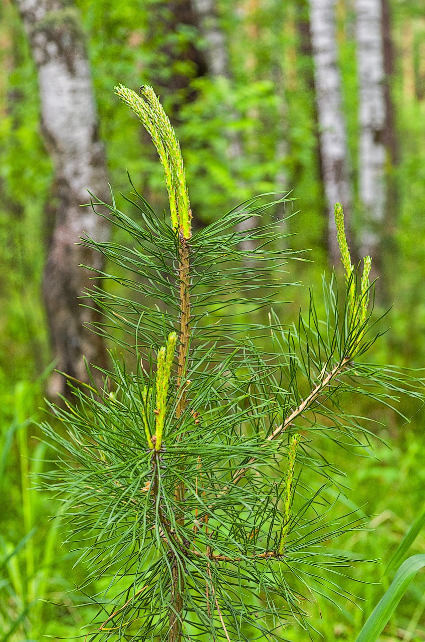 pine forest needles free photo