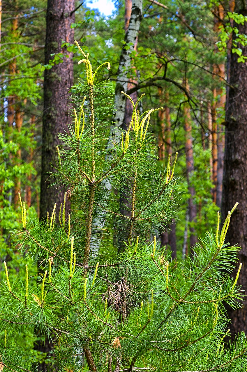 pine spring nature free photo