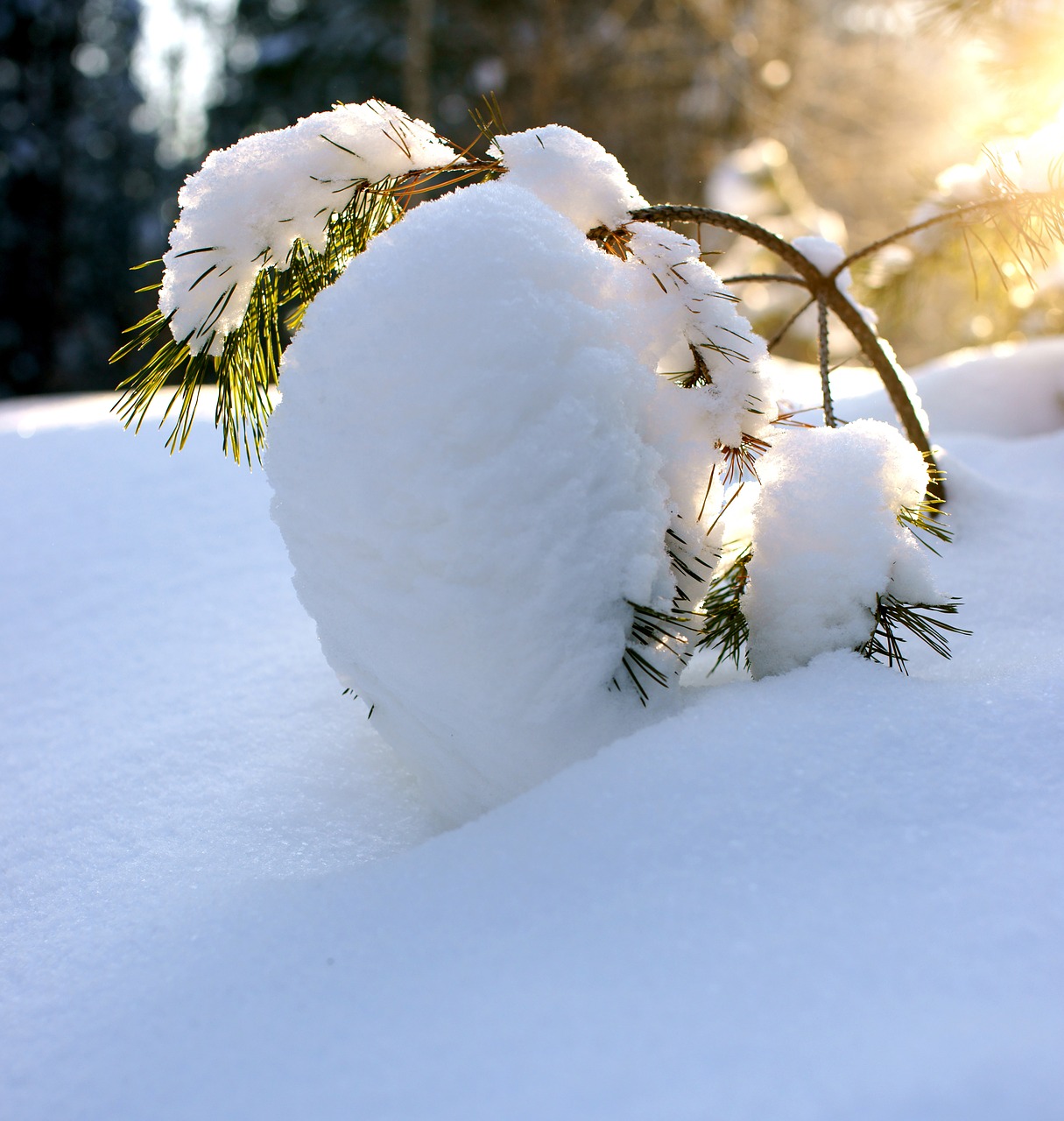 pine winter snow free photo