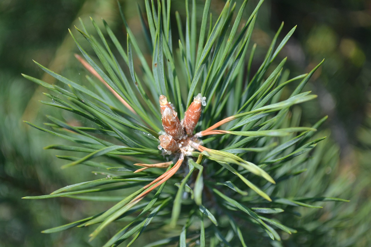 pine pine tree green bush free photo