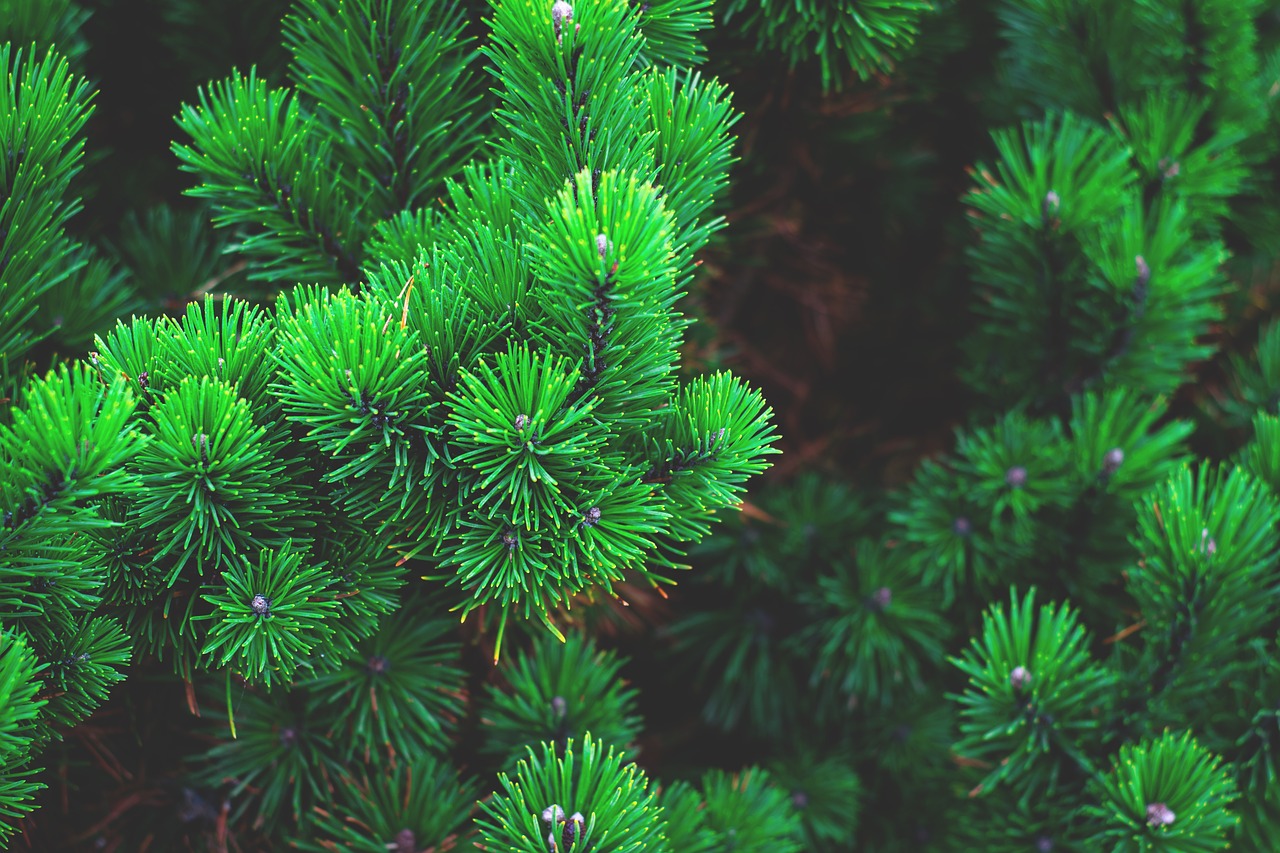 pine plant tree free photo