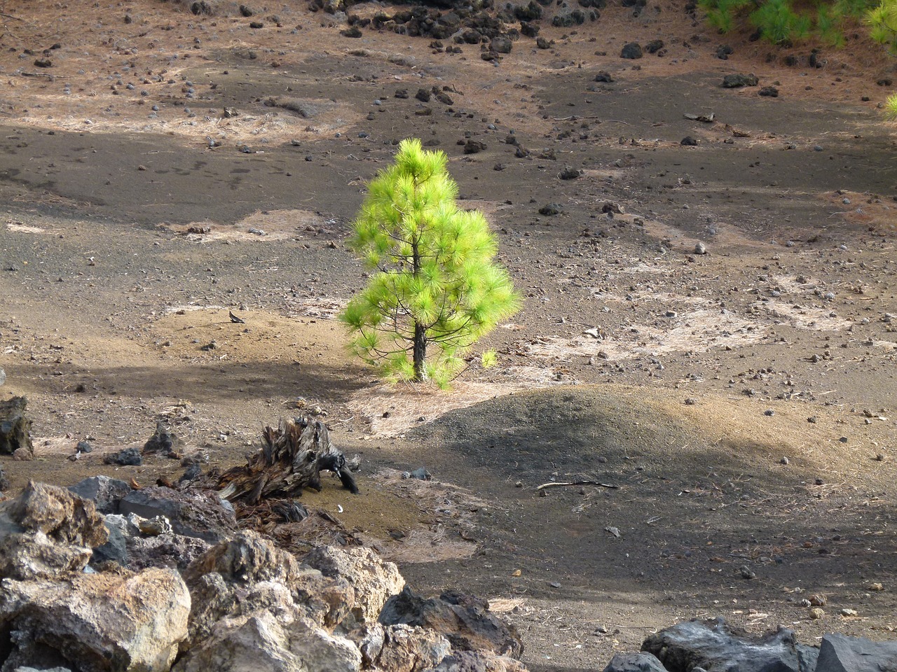 pine green tree free photo