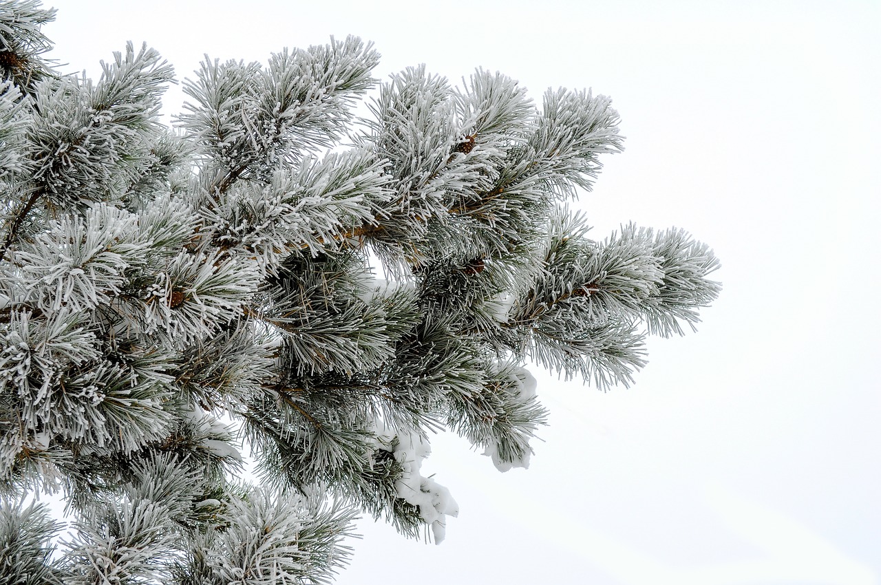 pine frost white background free photo