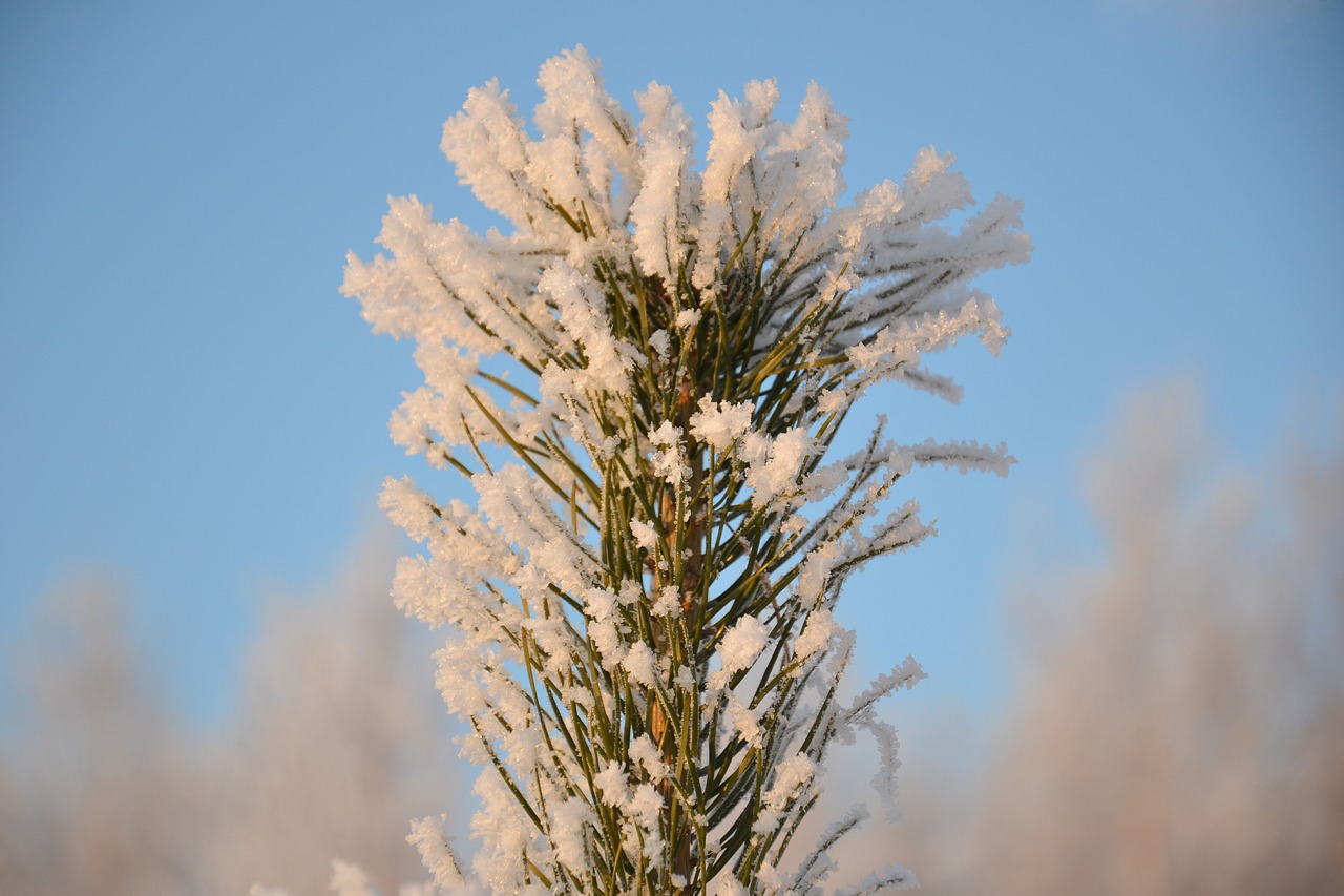 pine tip christmas tree free photo