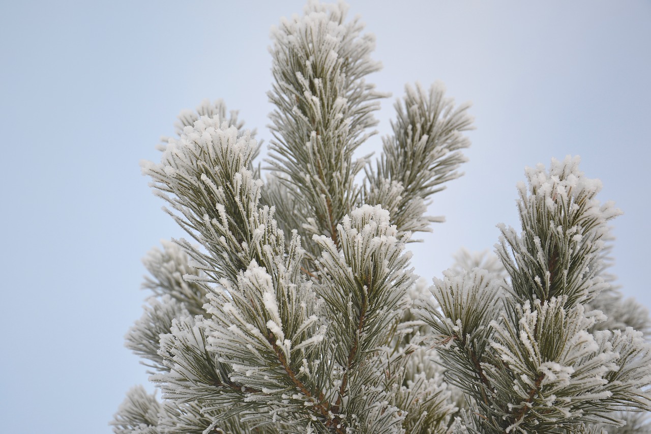 pine winter snow free photo